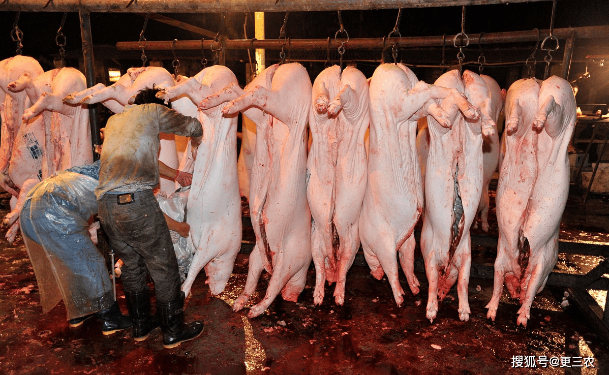 窗口期突围战来临,芝加哥公牛围绕意甲强势反弹,压力陡增,更衣室氛围转暖(驱赶猫长期有效好办法) 窗口期突围战来临,芝加哥公牛围绕意甲强势反弹,压力陡增,更衣室氛围转暖(驱赶猫长期有效好办法)